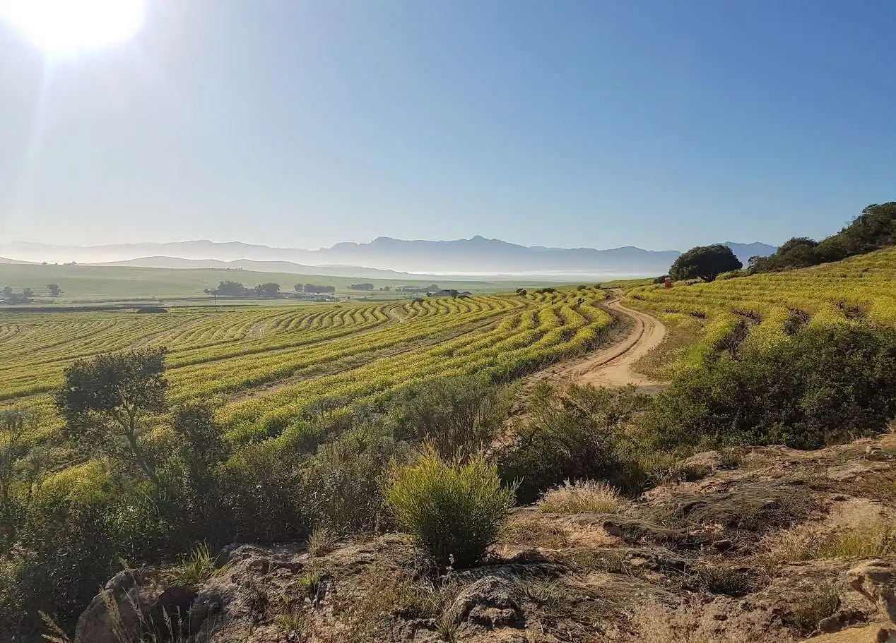 AA Badenhorst Family Wines