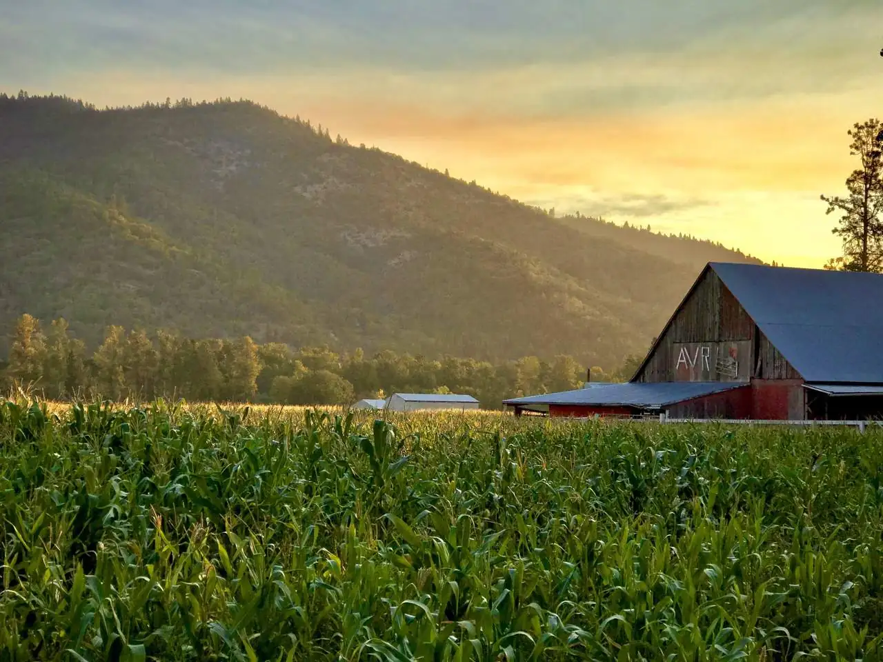 Cowhorn Vineyard & Garden
