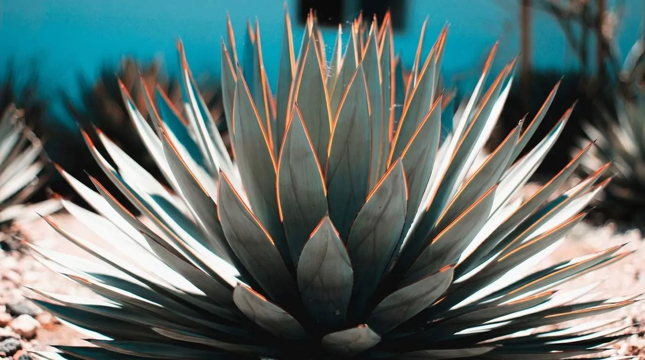 Hermosa Organic Tequila