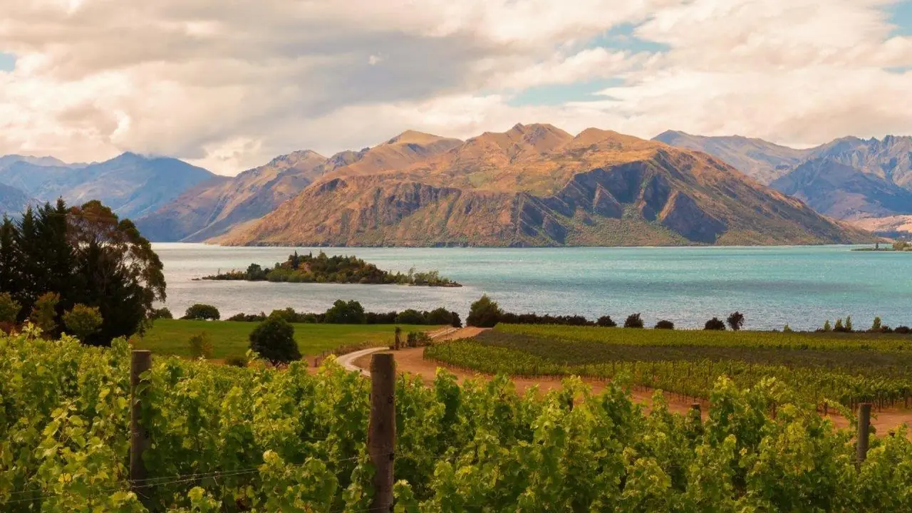 Rippon Vineyard