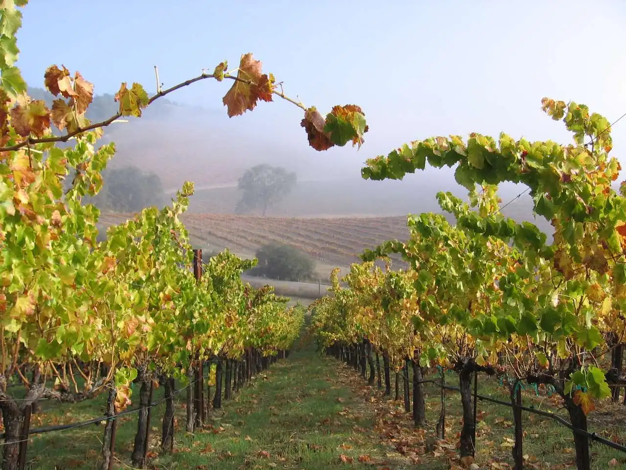 Tablas Creek Vineyard